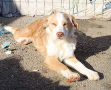 SISSY, Hund, Mischlingshund in Griechenland - Bild 13