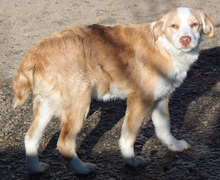 SISSY, Hund, Mischlingshund in Griechenland - Bild 2