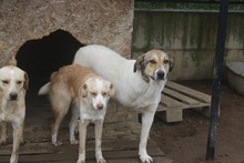 SISSY, Hund, Mischlingshund in Griechenland - Bild 3