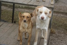 SISSY, Hund, Mischlingshund in Griechenland - Bild 4
