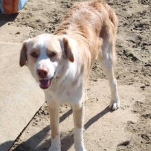 SISSY, Hund, Mischlingshund in Griechenland - Bild 6
