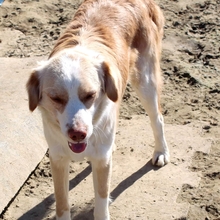 SISSY, Hund, Mischlingshund in Griechenland - Bild 7