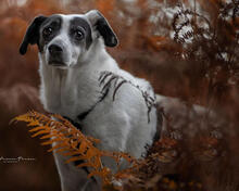 ESPERANZA, Hund, Mischlingshund in Kamp-Lintfort - Bild 5