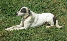 ESPERANZA, Hund, Mischlingshund in Kamp-Lintfort - Bild 6