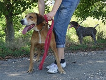 DALMA, Hund, Mischlingshund in Ungarn - Bild 1