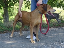 DALMA, Hund, Mischlingshund in Ungarn - Bild 2