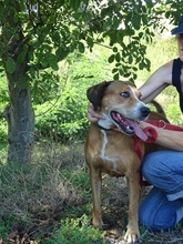 DALMA, Hund, Mischlingshund in Ungarn - Bild 4