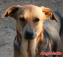 ANGIOLETTO, Hund, Mischlingshund in Italien - Bild 10