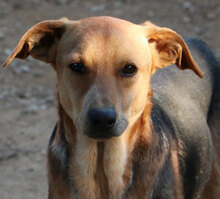 ANGIOLETTO, Hund, Mischlingshund in Italien - Bild 14
