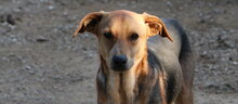 ANGIOLETTO, Hund, Mischlingshund in Italien - Bild 18
