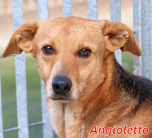 ANGIOLETTO, Hund, Mischlingshund in Italien - Bild 5