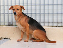 ANGIOLETTO, Hund, Mischlingshund in Italien - Bild 7
