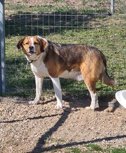 SIMBA, Hund, Beagle-Mix in Griechenland - Bild 6