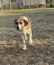 SIMBA, Hund, Beagle-Mix in Griechenland - Bild 7