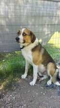 SIMBA, Hund, Beagle-Mix in Griechenland - Bild 8