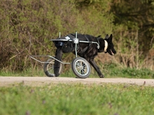 VIVA, Hund, Mischlingshund in Schwaan - Bild 5