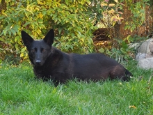 VIVA, Hund, Mischlingshund in Schwaan - Bild 6
