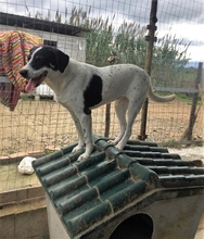 PETRA, Hund, Mischlingshund in Italien - Bild 2