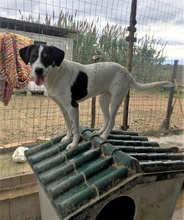 PETRA, Hund, Mischlingshund in Italien - Bild 3