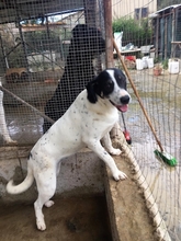 PETRA, Hund, Mischlingshund in Italien - Bild 4