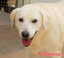 NANNINO, Hund, Maremmano-Mix in Italien - Bild 4