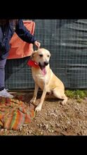 TEODORO, Hund, Mischlingshund in Italien - Bild 11