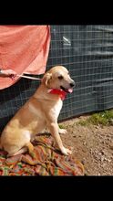 TEODORO, Hund, Mischlingshund in Italien - Bild 12