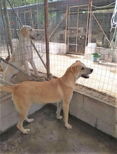 TEODORO, Hund, Mischlingshund in Italien - Bild 6