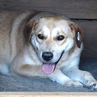 JEFF, Hund, Mischlingshund in Rumänien - Bild 10