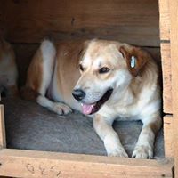 JEFF, Hund, Mischlingshund in Rumänien - Bild 11