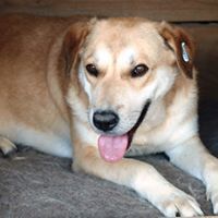 JEFF, Hund, Mischlingshund in Rumänien - Bild 13