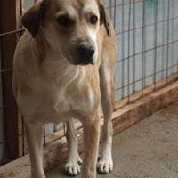 JEFF, Hund, Mischlingshund in Rumänien - Bild 2