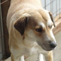 JEFF, Hund, Mischlingshund in Rumänien - Bild 3