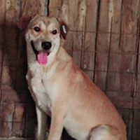 JEFF, Hund, Mischlingshund in Rumänien - Bild 5