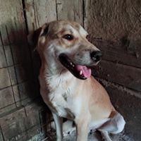JEFF, Hund, Mischlingshund in Rumänien - Bild 6