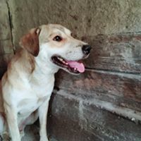JEFF, Hund, Mischlingshund in Rumänien - Bild 7