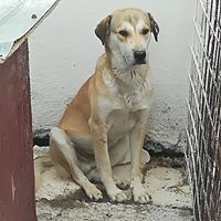JEFF, Hund, Mischlingshund in Rumänien - Bild 8