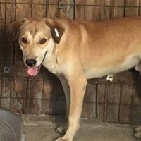 JEFF, Hund, Mischlingshund in Rumänien - Bild 9