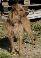 FABI, Hund, Terrier-Mix in Zypern - Bild 3