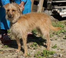 FABI, Hund, Terrier-Mix in Zypern - Bild 4