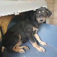 KAYA, Hund, Mischlingshund in Rumänien - Bild 10
