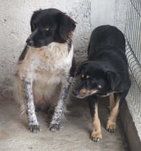 KAYA, Hund, Mischlingshund in Rumänien - Bild 2