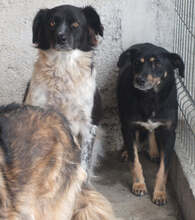 KAYA, Hund, Mischlingshund in Rumänien - Bild 4