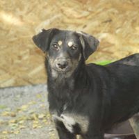 KAYA, Hund, Mischlingshund in Rumänien - Bild 6