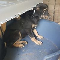 KAYA, Hund, Mischlingshund in Rumänien - Bild 7