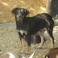 KAYA, Hund, Mischlingshund in Rumänien - Bild 8