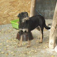 KAYA, Hund, Mischlingshund in Rumänien - Bild 9