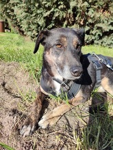 KYRO, Hund, Mischlingshund in Rumänien - Bild 3