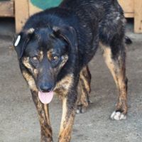 KYRO, Hund, Mischlingshund in Rumänien - Bild 5