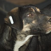 KYRO, Hund, Mischlingshund in Rumänien - Bild 6